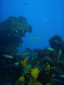   have named this photo yet. was taken my Olympus Stylus 770 PT035 housing. visibility day Thanksgiving around 60 feet. pretty good Crescent Bay Laguna Beach CA yet PT-035 PT 035 housing feet  